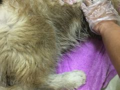 -瑞鹏宠物医院·夜间急症·心超·猫科(祖庙分店)