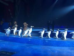 -珠海横琴长隆《卡卡虎奇遇记》