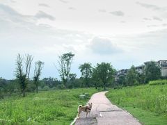 -两河城市森林公园