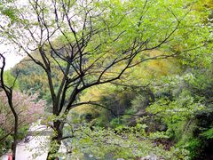 -长谷洞天