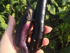 -樂桃源奉贤黄桃种植采摘基地