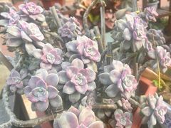-厦门方特东方神画