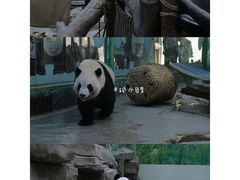 -灵玲国际马戏城