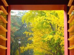 -三里屯东五街银杏大道
