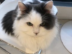 -怪兽屋·羊驼·猫咖·狗咖(俊华广场店)