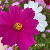 正果云吞、虾堆、粽子、腊味饭、濑粉、蛋散、咸水角、糍粑…