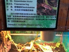 -上海大自然野生昆虫馆(东方明珠·爬宠昆虫探索中心)