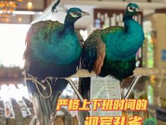 -西双版纳融创皇冠假日度假酒店