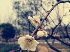 -禾珍珠小锅米饭(秦岭路店)