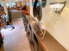 -more than meow吴止猫主题餐厅(承德 中船汇店)