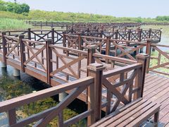 -上海海湾国家森林公园