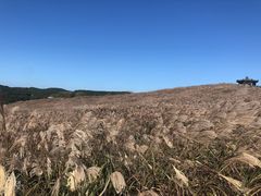 -莲洞本家