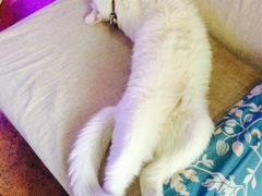 iphone_upload_pic-Sirena海妖日咖夜酒