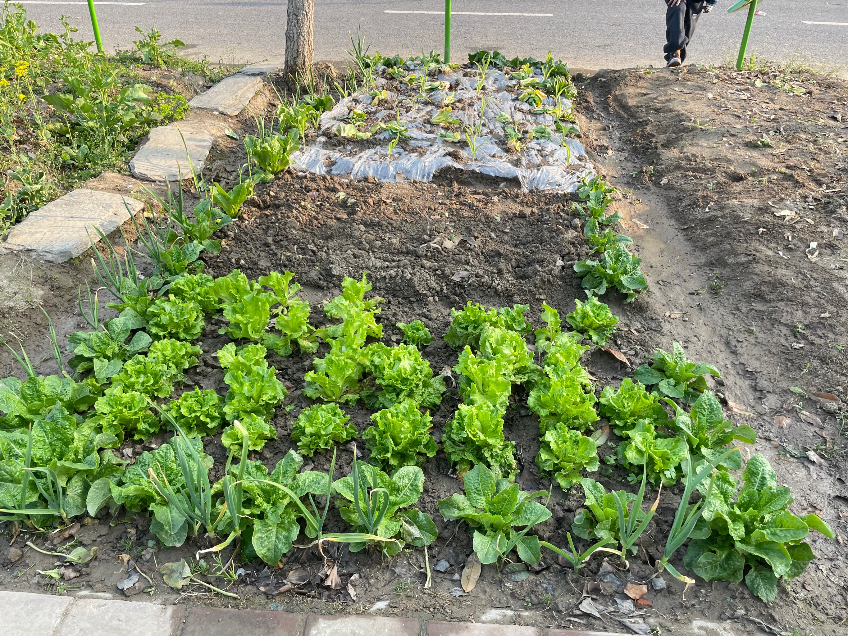 天长吾悦广场小菜园图片