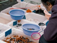 -清平路水族市场