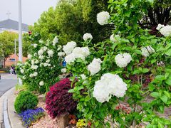 -复旦大学附属华山医院(浦东院区)