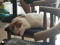 -平行世界·猫咖(首经贸店)