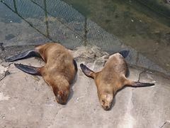 -西霞口神雕山野生动物世界