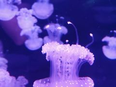 -欢乐海岸海洋奇梦馆