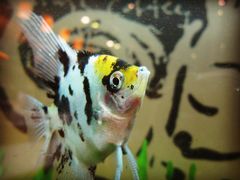 鱼缸里的鱼儿-Gloria Jean's Coffees