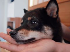 -柴犬小屋·柴餐厅·狗咖食堂(金鼎广场店)