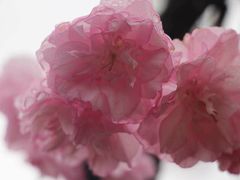 -天适樱花悠乐园