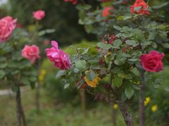 -铁山坪森林公园