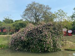 -鹅湖玫瑰文化园