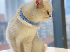 -怪兽屋·羊驼·猫咖·狗咖(俊华广场店)