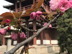 -西安青龙寺遗址景区