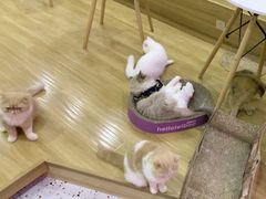 -滚猫咖啡·猫咖·猫友好撸猫(未来城店)