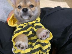 -逗柴咖啡屋·狗咖猫咖宠物桌游