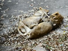 -大连森林动物园