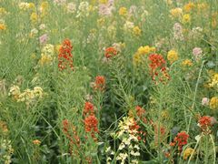 -中国天府农业博览园