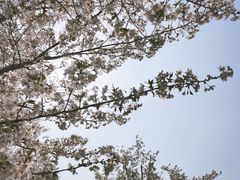 -顾村公园