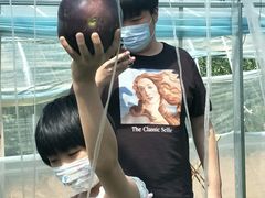 -庞各庄翠芳园西瓜蔬菜基地采摘园