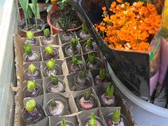 -循礼门鲜花花市(武汉循礼门店)