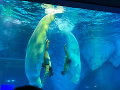 -上海海昌海洋公园-冰山北极馆