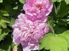 -莲花池公园