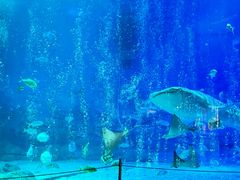 -烟台海昌鲸鲨海洋公园