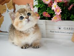 -小猫来了·猫舍(红山六九七九店)