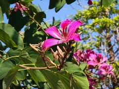 -广东花都湖国家湿地公园