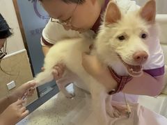 -宠爱国际动物医院·消化内科·心肾内科·ISFM猫友好(望京店)