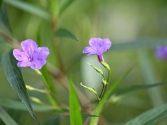 -昆山城市生态森林公园