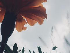 -武清南湖绿博园
