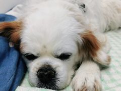 -纳吉亚猫专科动物诊疗中心(蒋宅口分院)