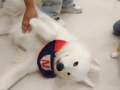 -共舞时光猫咖·狗咖(新街口店)