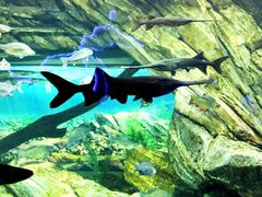 -瑞普利水族馆
