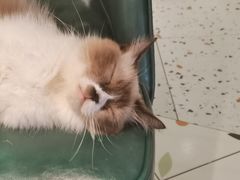-喵喵咪呀布偶猫咖(春熙路店)