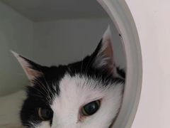 -北京观赏动物医院·24小时大型综合·猫专科·异宠专科